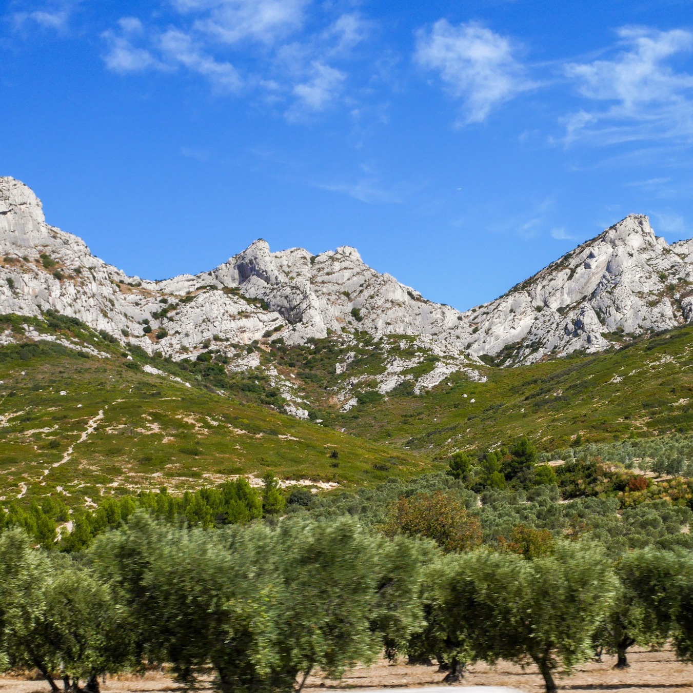 Oliviers, vignes et lumière des Alpilles… la Provence dans toute sa beauté. 🌿✨