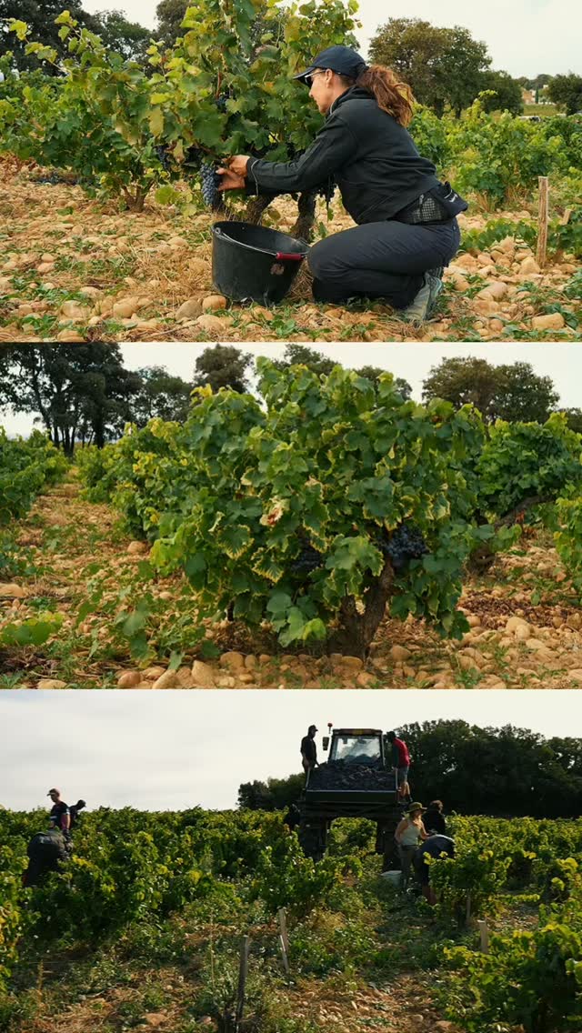HARVEST 2026: Beauty of the Terroir, Promise of a Great Vintage 🍇VENDANGES 2026: the beauty of the terroir, the promise of a great vintage. 🍇#domainepegau #chateauneufdupape #harvest #winelover #winemaker