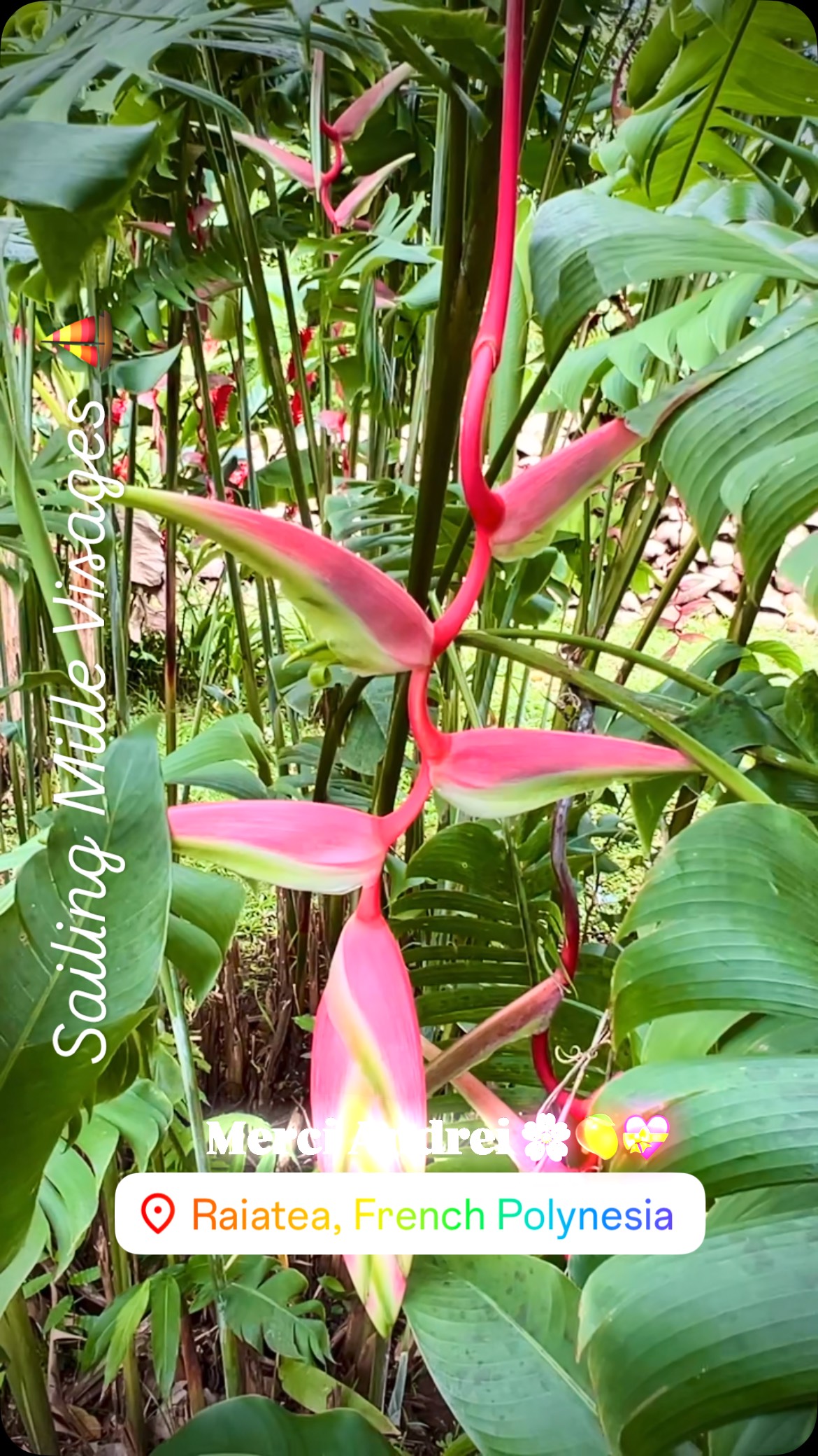 Encore une belle croisière à la voile avec escale aux îles société et le bonheur de découv....