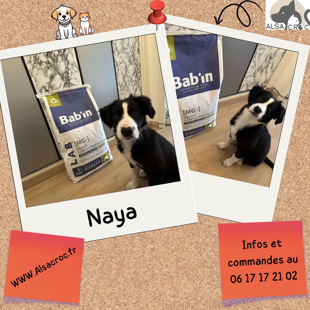 🍖 Découvrez les croquettes Bab’in Lab Adulte MG – Agneau de Naya
L’équilibre parfait pour les chiens aux besoins spécifiques !✅ Protéine d’agneau premium : Une source hypoallergénique et digestible pour une énergie optimale.
✅ Formule MG adaptée : Soutient le métabolisme et maintient un poids santé grâce à une teneur en fibres et nutriments maîtrisée.
✅ Sans céréales, sans OGM : Pour éviter les sensibilités et favoriser une digestion légère.
✅ Peau saine & pelage brillant : Enrichi en oméga-3/6, zinc et vitamines pour une beauté éclatante.
✅ Science et naturel : Développé avec des vétérinaires, pour une nutrition 100% sûre et efficace.#ChienAdulte #NutritionSurMesure #BabInLab #SantéEtVitalité #CroqueLaVieAvecBabin