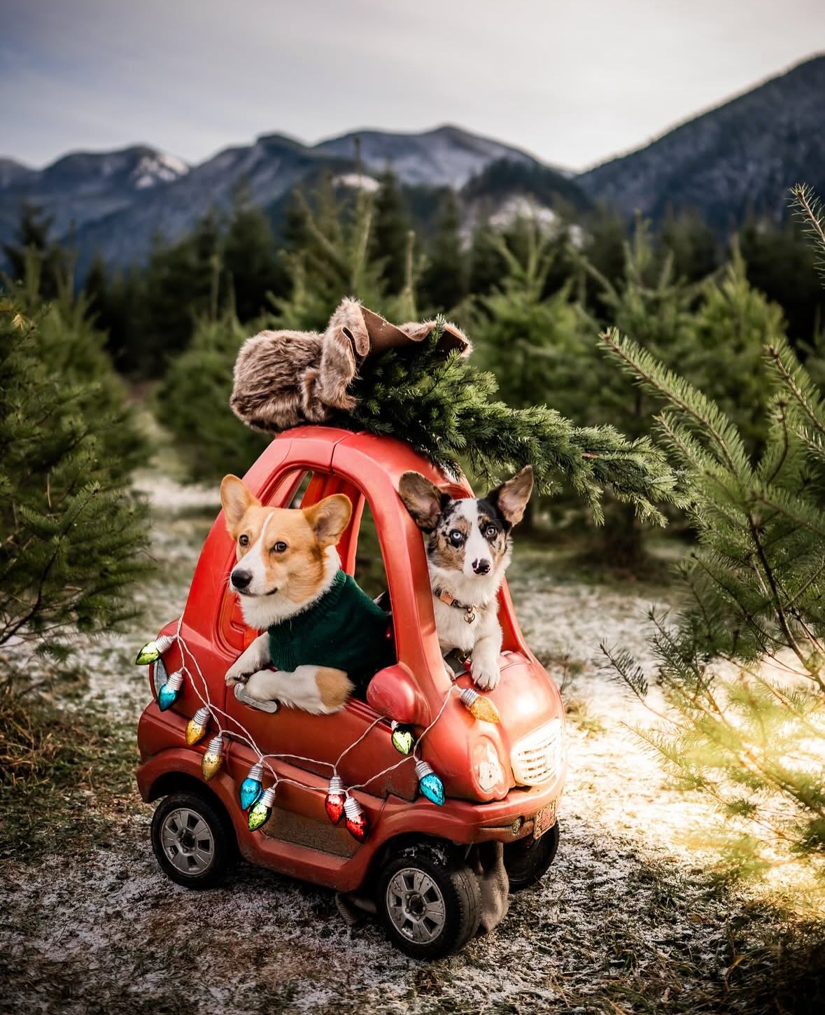 Happy Holidays! 🐶🐄 🚜🎄 Here are some of our favourite finds on Instagram to celebrate this time of year ❤️💚