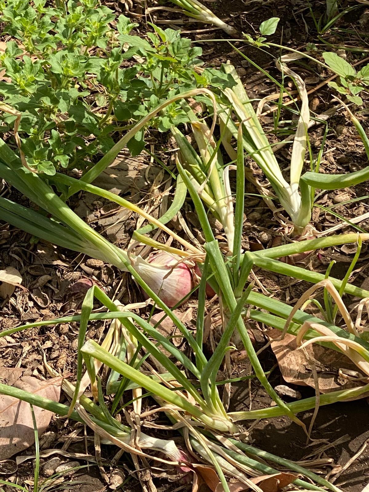 Comme à chaque séjour à Nianing, les adhérents rencontrent NDebe et vont aider au champ. Alice et Emmanuelle ont aidé au désherbage autour des gombos. Les tomates, oignons et mangues seront bientôt ramassés 🥭