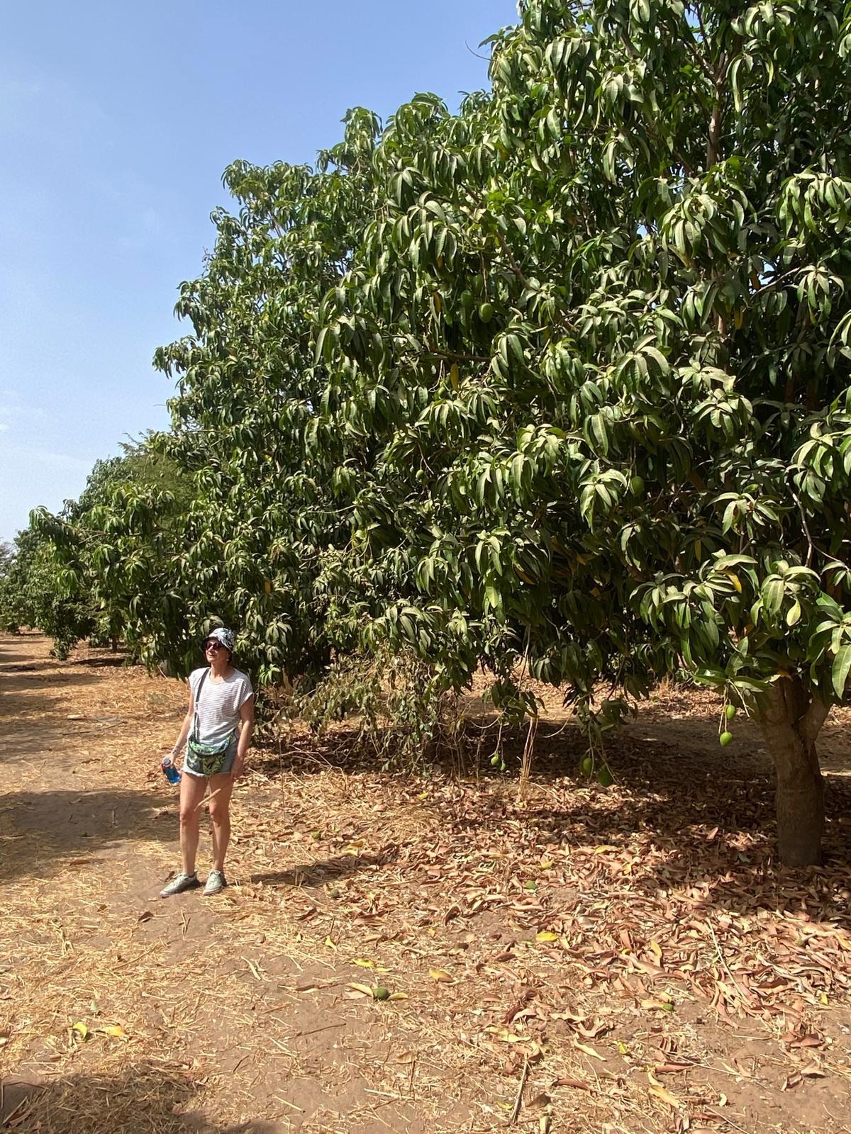 Comme à chaque séjour à Nianing, les adhérents rencontrent NDebe et vont aider au champ. Alice et Emmanuelle ont aidé au désherbage autour des gombos. Les tomates, oignons et mangues seront bientôt ramassés 🥭