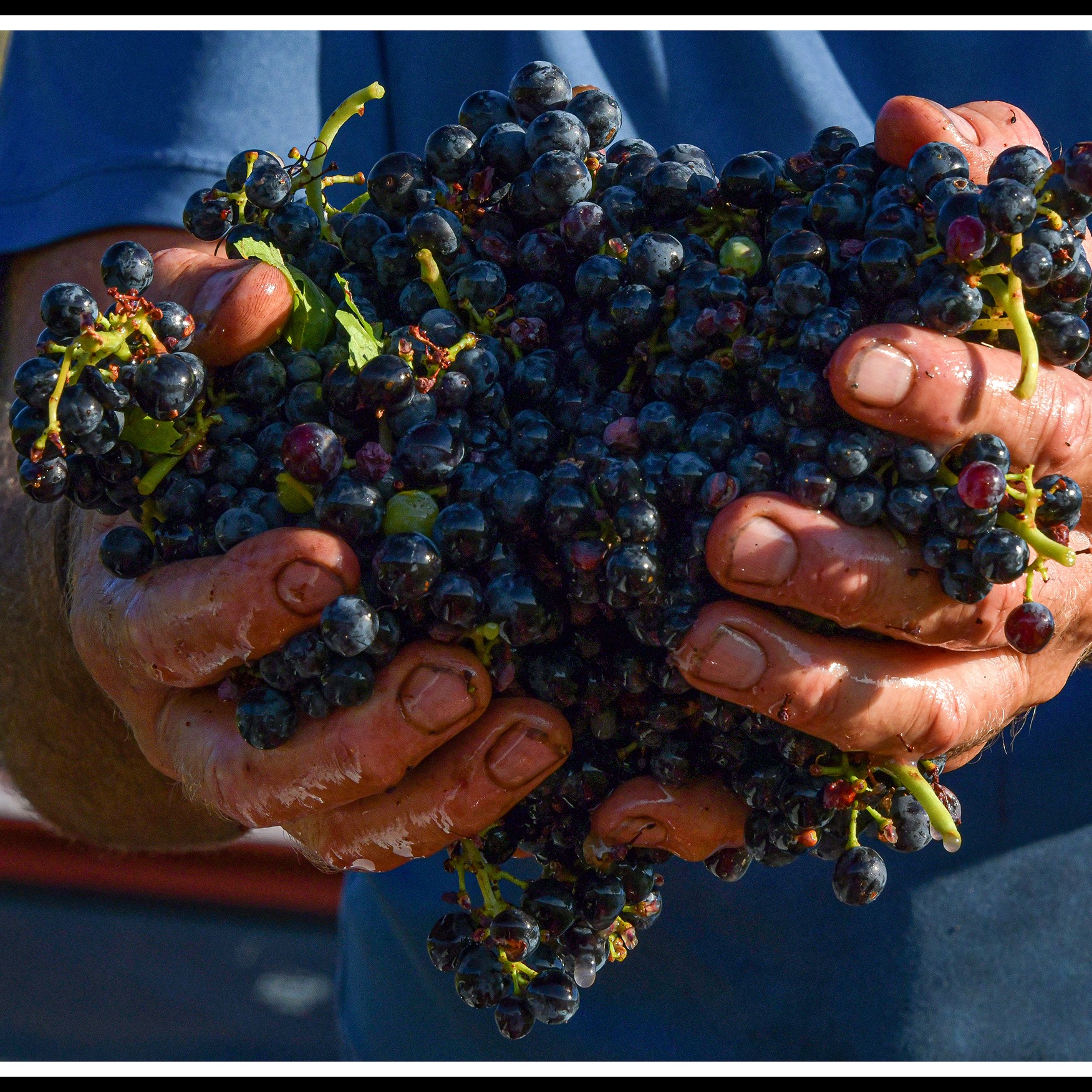 Retour sur nos vendanges 2026, démarrées le 20 aoû…