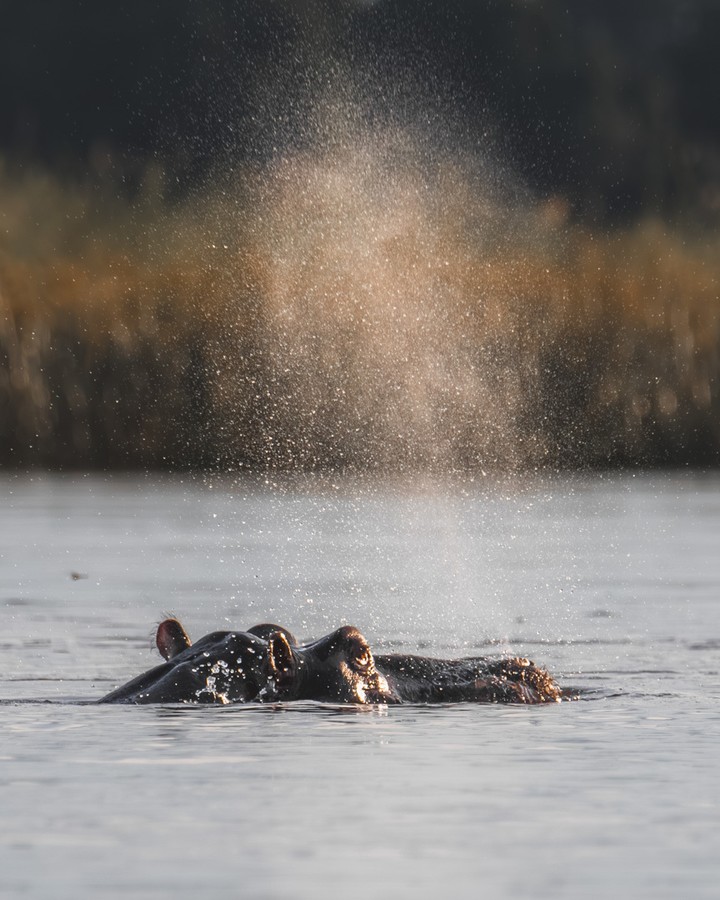 Hippo Show 💦
We’d parked by the banks of the Zambezi at Mana Pools, the engine switched off, scanning the horizon without really expecting much.
And then a hippo surfaced in the golden light of late afternoon, spraying a jet of water which, in the sun’s rays, looked like miniature fireworks.
Mana Pools has a way of giving you this sort of gift, rewarding those who wait, who observe, who linger just a little longer in front of landscapes that seem uninhabited.
📍 Zambezi River — Mana Pools National Park, Zimbabwe 🇿🇼
#ManaPools #ZambeziRiver #Zimbabwe #Hippo #SelfDriveSafari