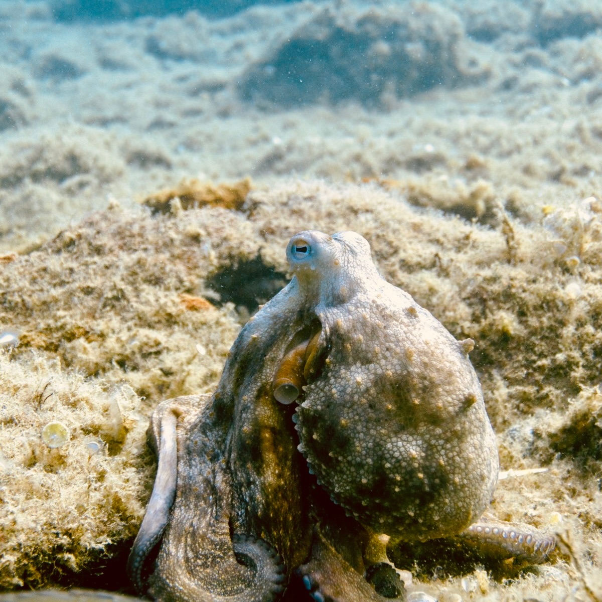 Poulpe commun | Octopus vulgaris
Doris nº847